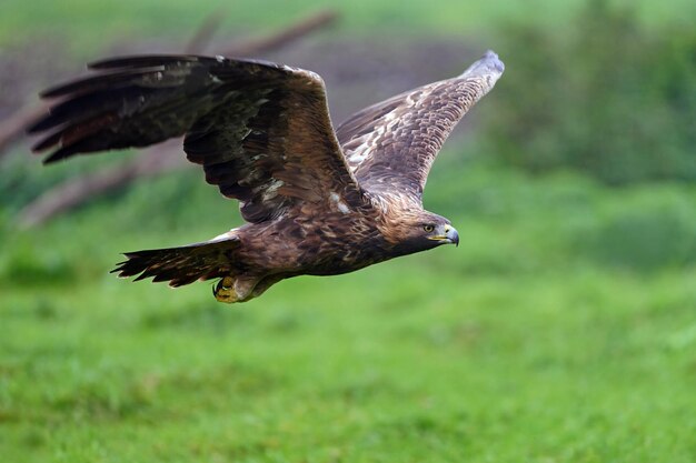 Águila real Aquila chrysaetos