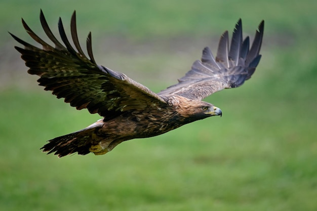 Águila real Aquila chrysaetos