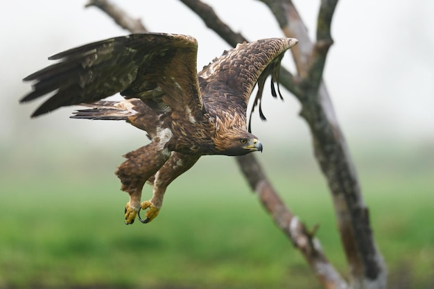 Águila real Aquila chrysaetos