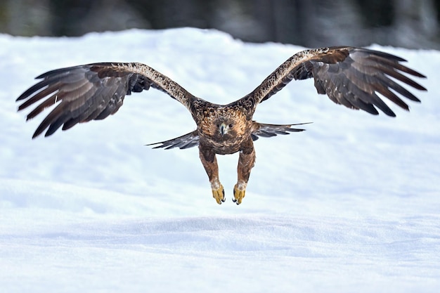 Águila real Aquila chrysaetos