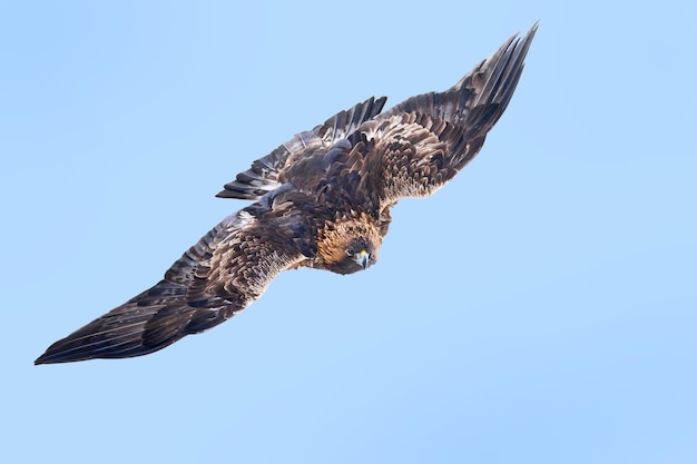 Águila real Aquila chrysaetos