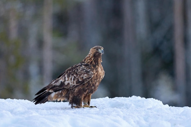 Águila real Aquila chrysaetos