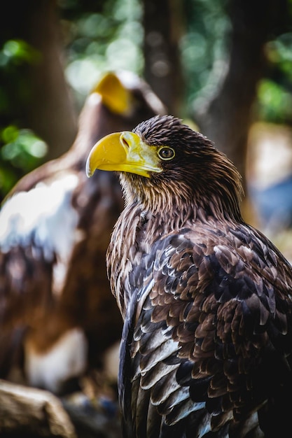 Águila real española en una feria medieval de rapaces