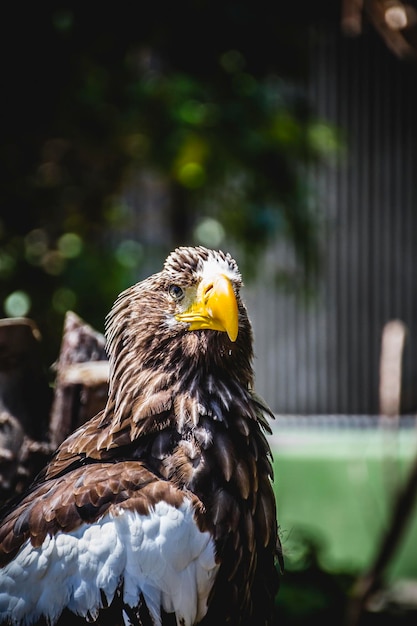 Águila real española en una feria medieval de rapaces