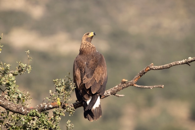 Águila real femenina joven en su atalaya favorita con luz de la mañana temprano en terreno montañoso