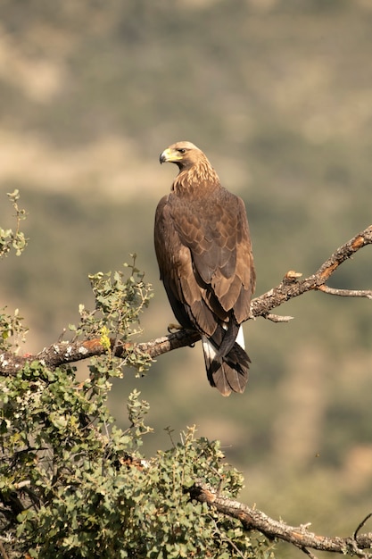 Águila real femenina joven en su atalaya favorita con luz de la mañana temprano en terreno montañoso