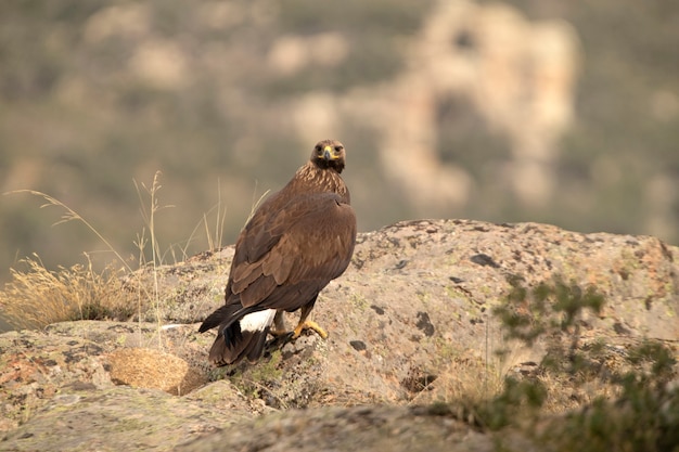 Águila real femenina joven en su atalaya favorita con luz de la mañana temprano en terreno montañoso