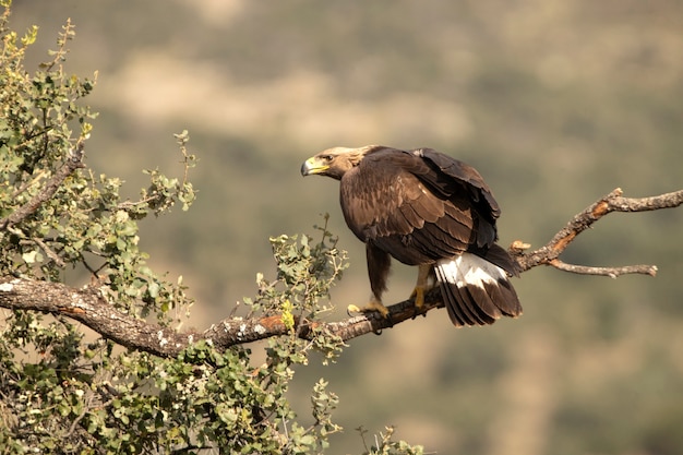 Águila real hembra joven en un territorio de montaña en su percha favorita con las primeras luces del amanecer