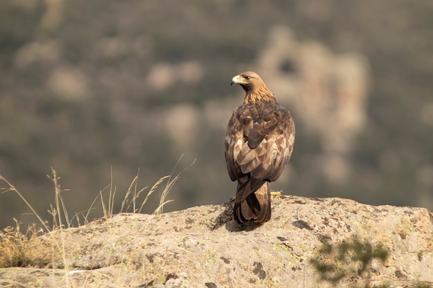 Águila real macho adulto con un conejo recién capturado en una zona montañosa de robles