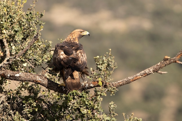 Águila real macho adulto en su atalaya favorita en una rama de roble con la primera luz del día