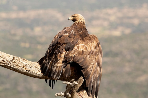 Águila real macho adulto en su mirador favorito con las primeras luces del día