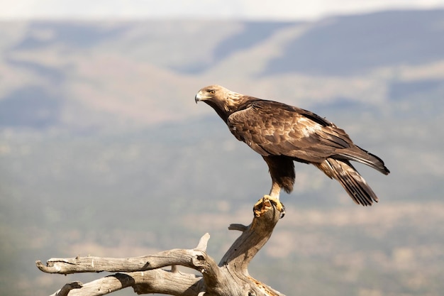 Águila real macho adulto en su mirador favorito con las primeras luces del día