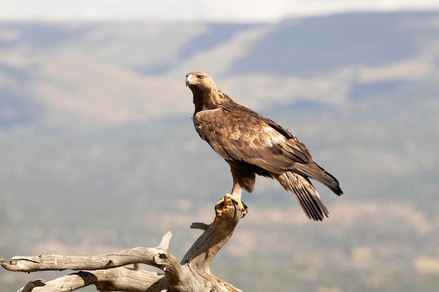 Águila real macho adulto en su mirador favorito con las primeras luces del día