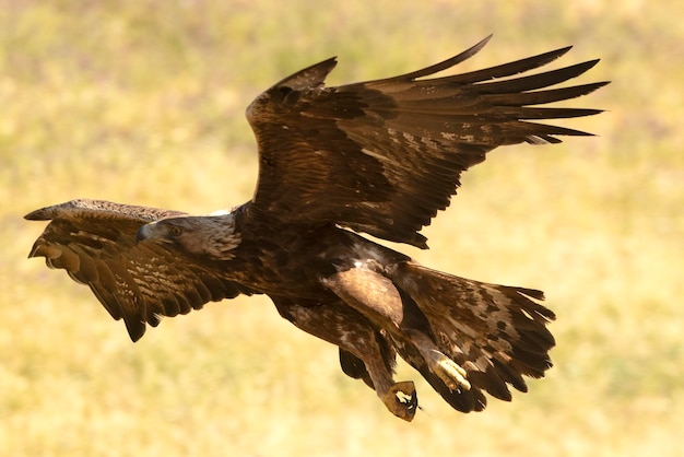 Águila real macho adulto en vuelo hacia su atalaya favorita en su territorio de cría