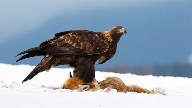 Águila real de pie sobre la nieve en la naturaleza de invierno