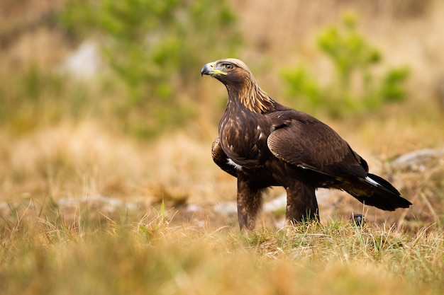 Águila real, sentado, en, pradera