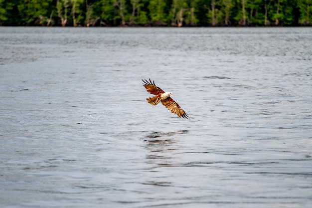 Águila roja en el mar en la naturaleza en Tailandia