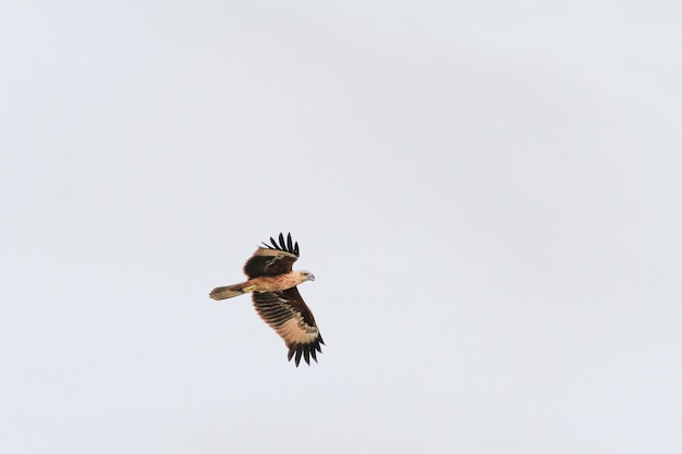 Águila roja vuela en el cielo en la naturaleza