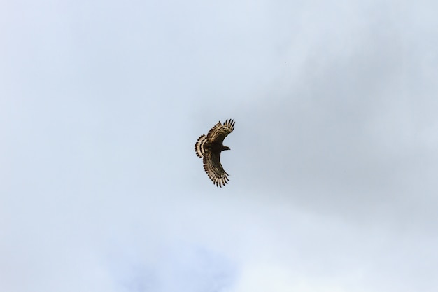 Águila serpiente de cresta