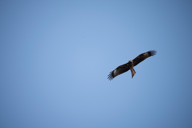 Águila sola volando alto en cielo despejado durante el día