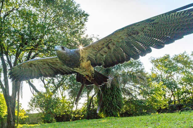 Águila volando libre en entrenamiento de cetrería