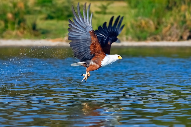 Águila volando sobre el lago