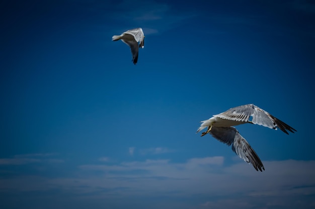 Águila en Vuelo