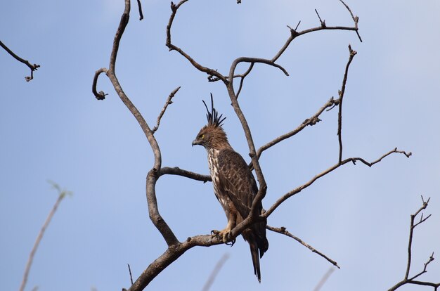 Águila