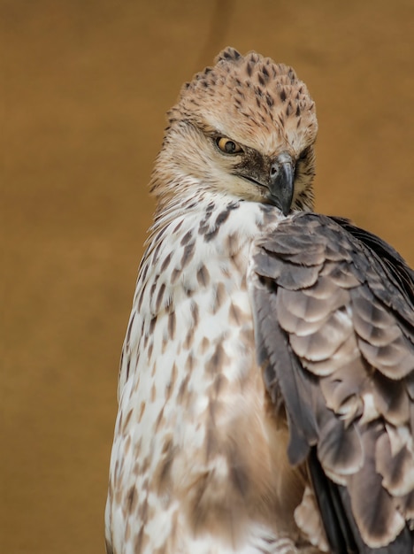 Águila