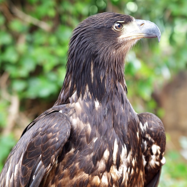 Águila