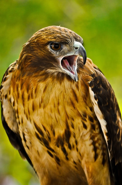 Águila