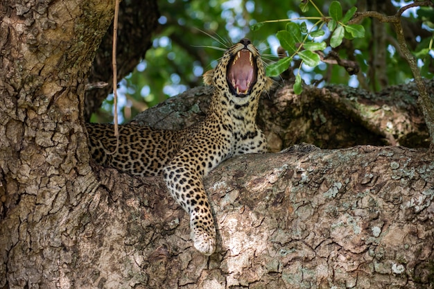 Guincho leopardo na árvore