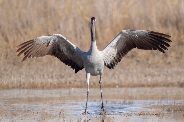 Guindaste comum ou eurasiático Grus grus Toledo Espanha