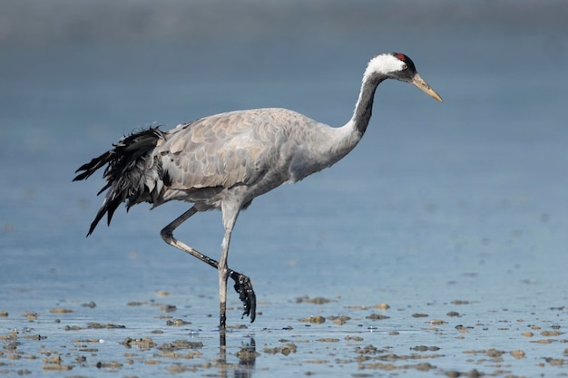 Guindaste comum ou eurasiático Grus grus Toledo Espanha