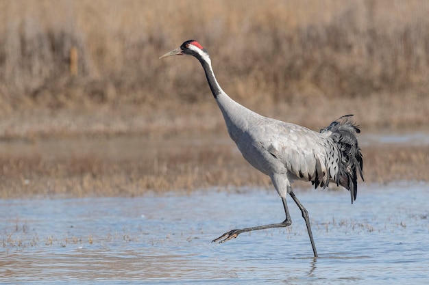 Foto guindaste comum ou eurasiático grus grus toledo espanha