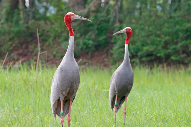 Guindaste sarus grus antígona belas aves da tailândia