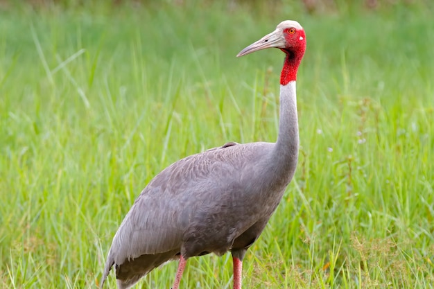 Guindaste Sarus Grus Antígona Belas aves da Tailândia