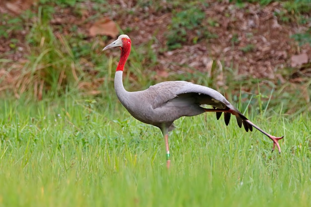 Guindaste sarus grus antígona relaxar belas aves da tailândia