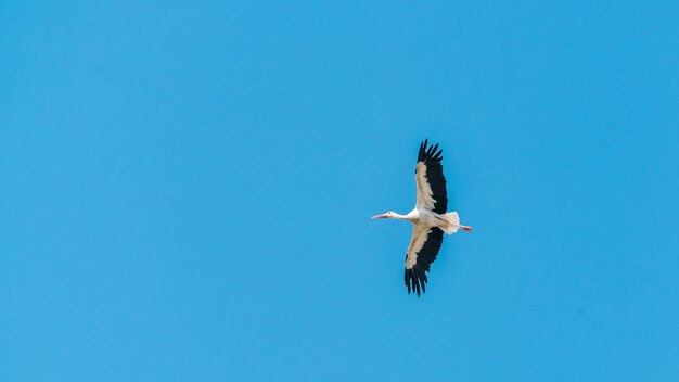 Guindaste voando no céu azul