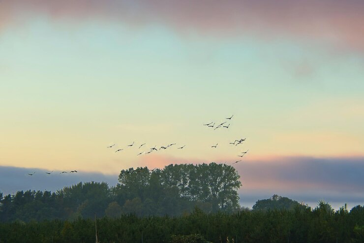 Foto guindaste voando sobre campos pela floresta em formação pássaro migratório no darss pássaros foto da natureza
