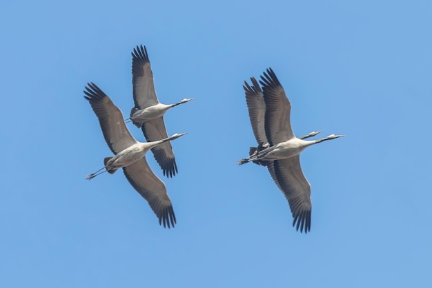 Guindastes comuns em voo céu azul, migração (Grus grus)