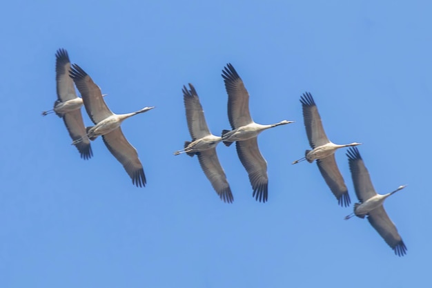 Guindastes comuns em voo céu azul, migração (Grus grus)