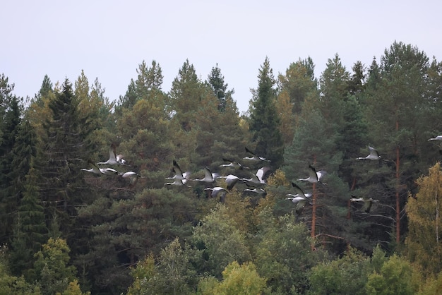 guindastes na paisagem de campo muitos pássaros se reúnem