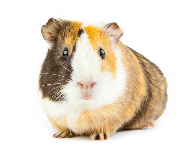 Guinea