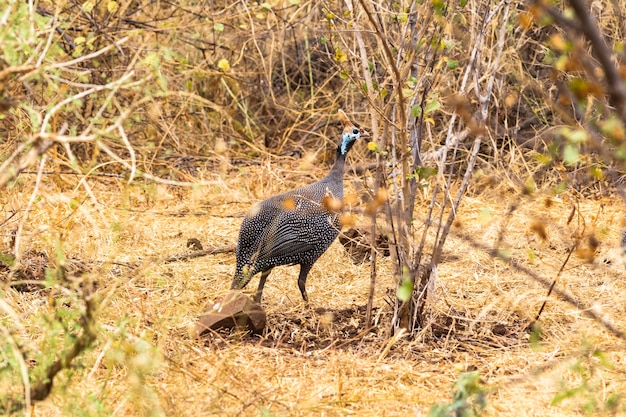 Guineafowl con casco en el monte Meru Kenya