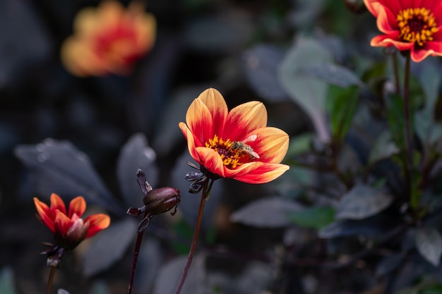 Guiño de flores de color naranja floral dalia con hojas oscuras en el jardín.