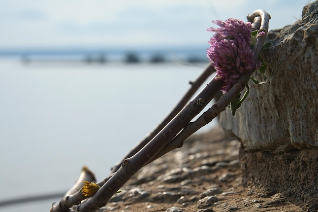 Guirnalda de flores en vatterm en Nas slott ruina en Suecia Paisaje