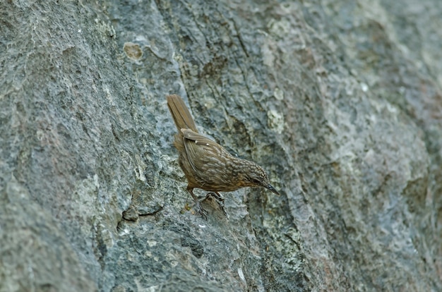 Guirnalda de piedra caliza, Hablante de piedra caliza rufo (Turdinus calcicola) en la naturaleza de Tailandia