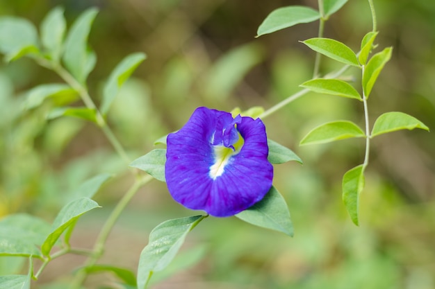 guisante de mariposa en mi jardín