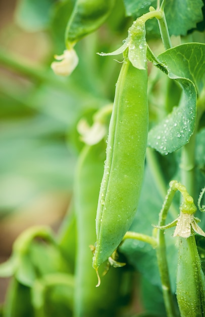 Guisantes en crecimiento. enfoque selectivo Comida y jardín.